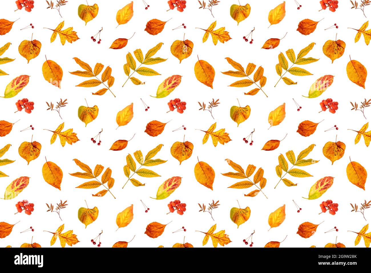 Motif de feuilles d'automne orange naturelles et de baies sur fond blanc, comme toile de fond ou texture. Papier peint d'automne pour votre conception. Vue de dessus Flat lay. Banque D'Images