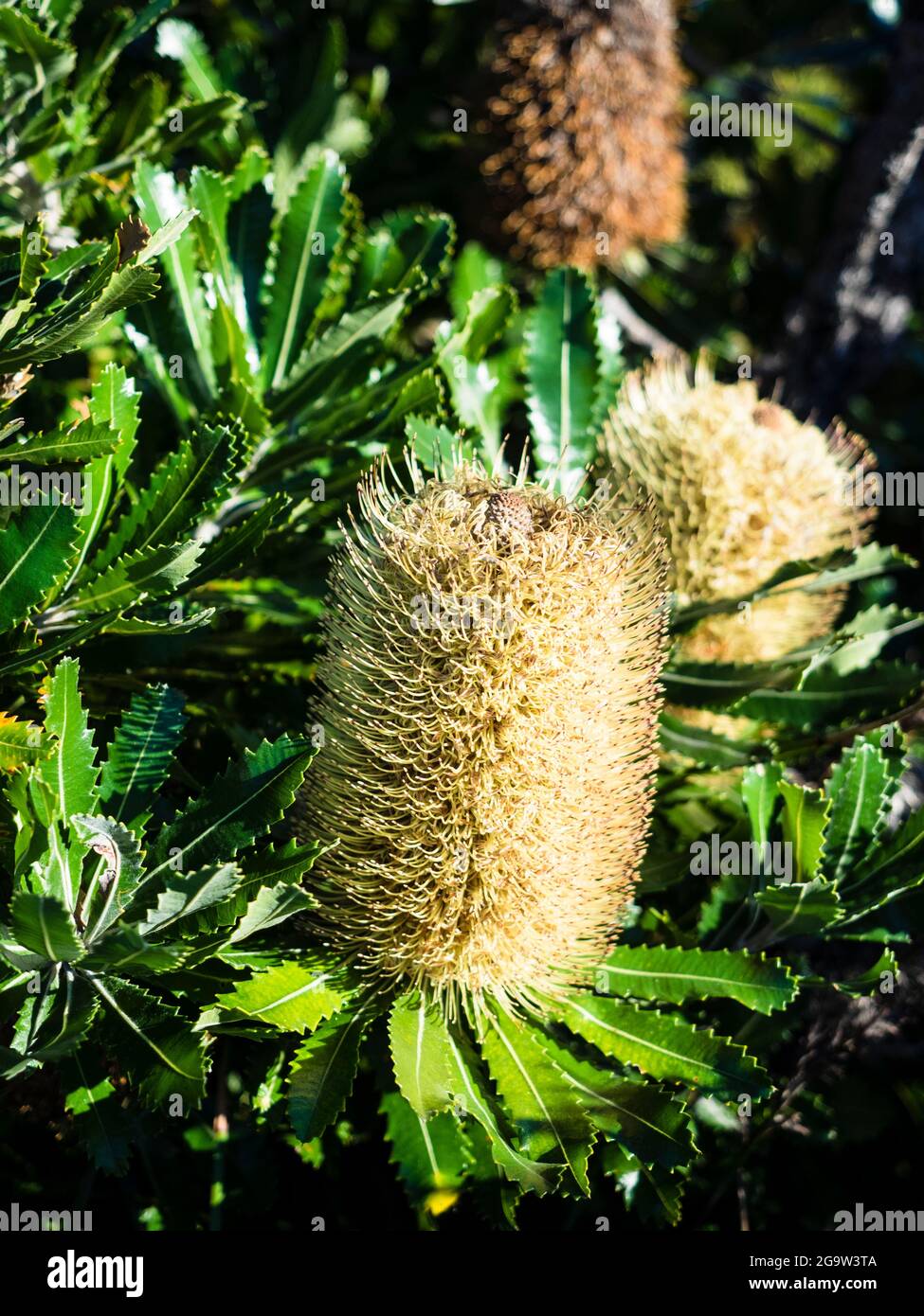 Banksia à dents de scie (Banksia serrata), parc national Royal, Sydney. Banque D'Images