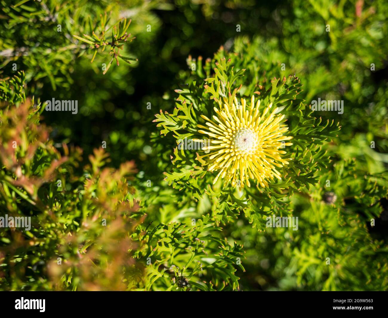 Fleur de pilon à feuilles larges (Isopogon anemonifolius), parc national Royal, Sydney, Nouvelle-Galles du Sud Banque D'Images