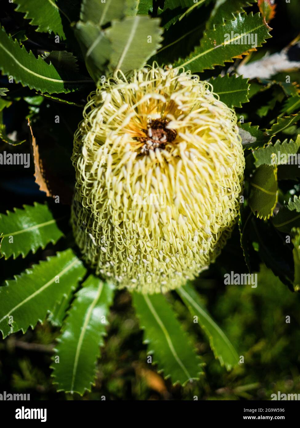 Banksia à dents de scie (Banksia serrata), parc national Royal, Sydney. Banque D'Images