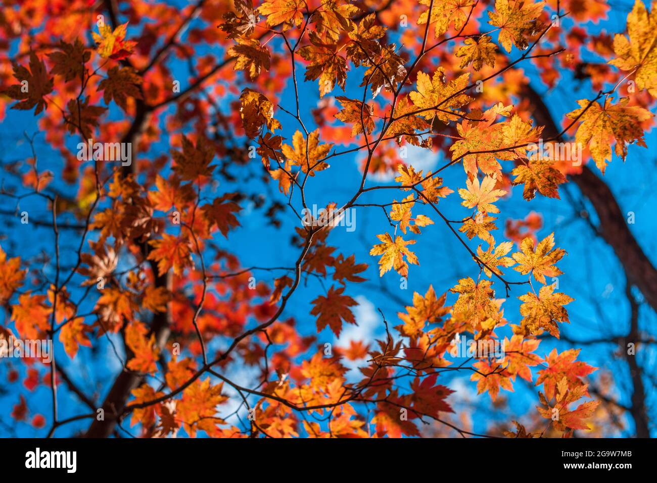 feuilles d'automne de l'érable dans le ciel saison d'automne Banque D'Images