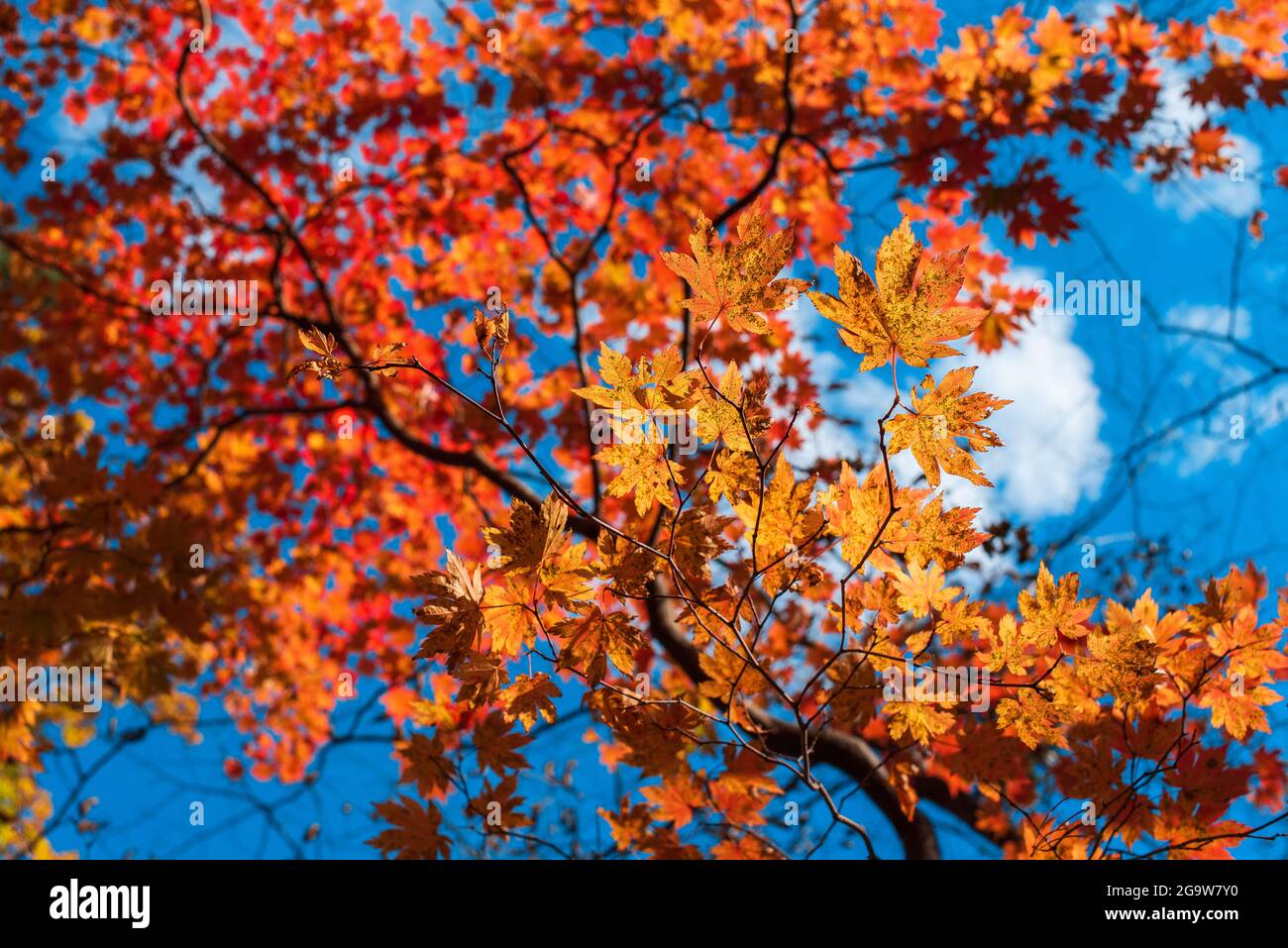 feuilles d'automne de l'érable sur le ciel bleu saison d'automne Banque D'Images