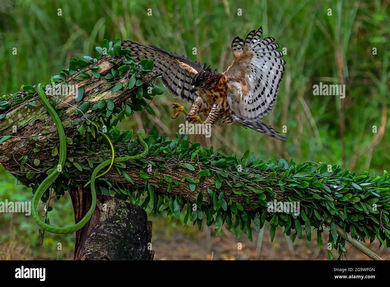 Ce serpent aigle brun à crête avec le nom scientifique de Spilornis Cheela approche le serpent vert de vigne (Ahaetulla nasuta) comme son délicieux matin Banque D'Images