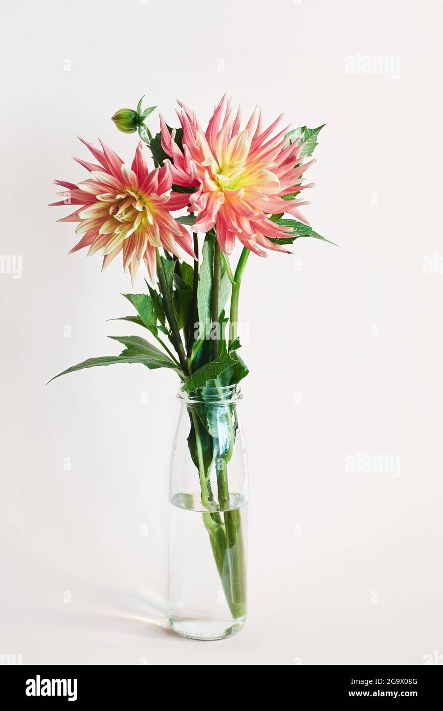 Fleurs de dahlia rouges et jaunes dans un vase en verre sur fond beige. Banque D'Images