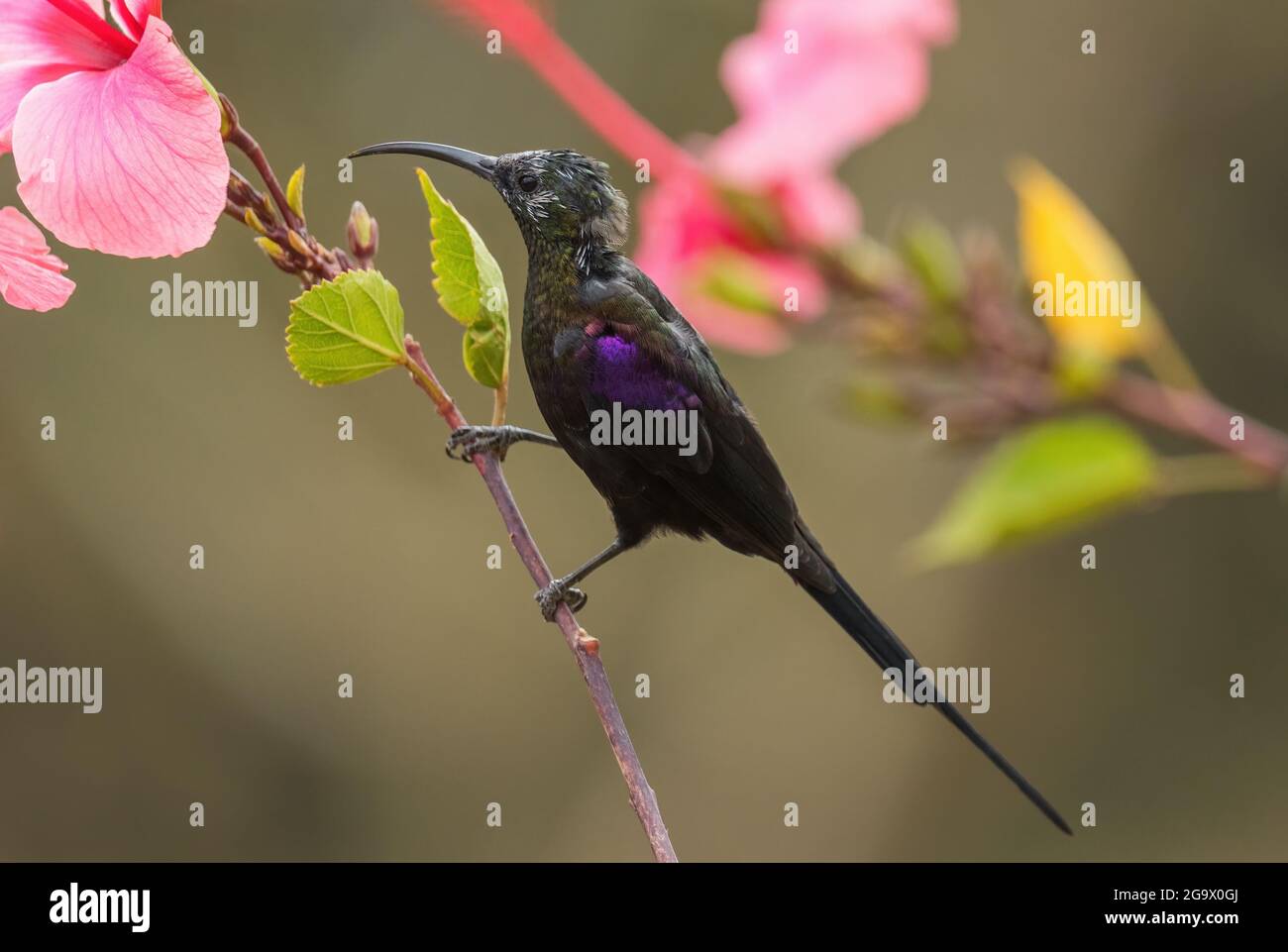 Tacazze Sunbird - Nectarinia tacazze, magnifique oiseau de perching de couleur provenant de buissons et de bois africains, Gondar, Ethiopie. Banque D'Images