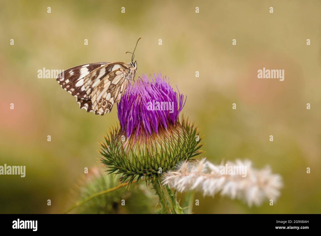 Le papillon blanc marbré, assis sur une fleur de knapweed pourpre, un jour ensoleillé d'été. Arrière-plan vert, marron et rose flou. Paille blanche. Banque D'Images