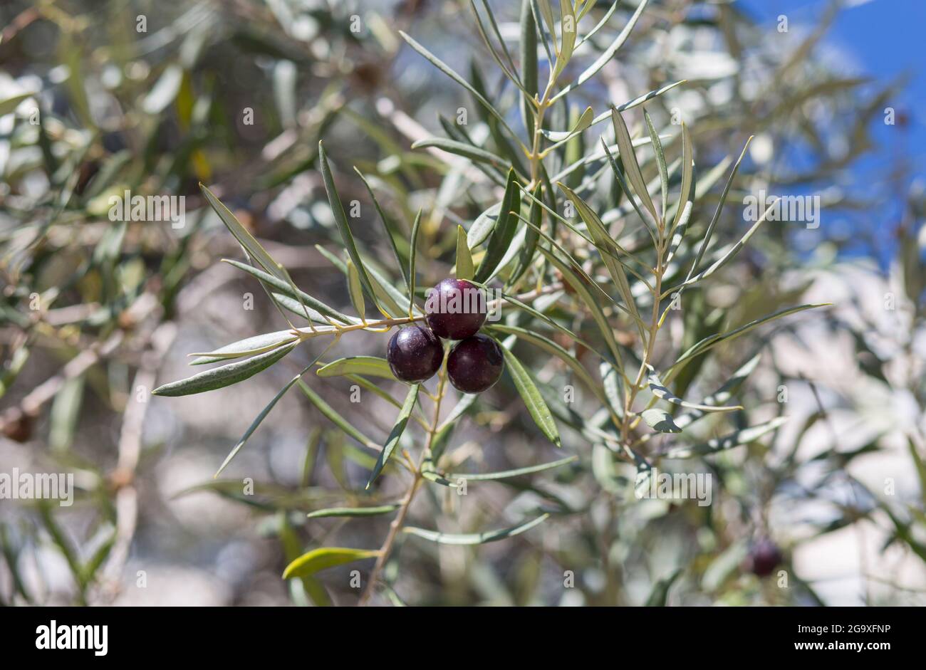 Détail de trois branches d'olivier violet foncé, oliveraie de Caceres, Estrémadure, Espagne Banque D'Images