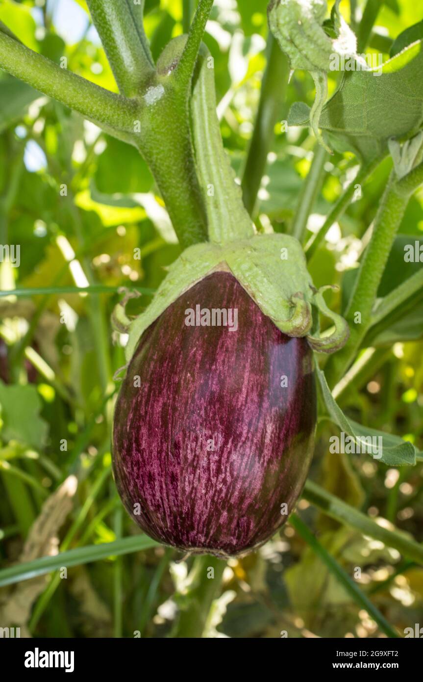 Gandia aubergine o Listada de Gandia à rayures blanches Banque D'Images