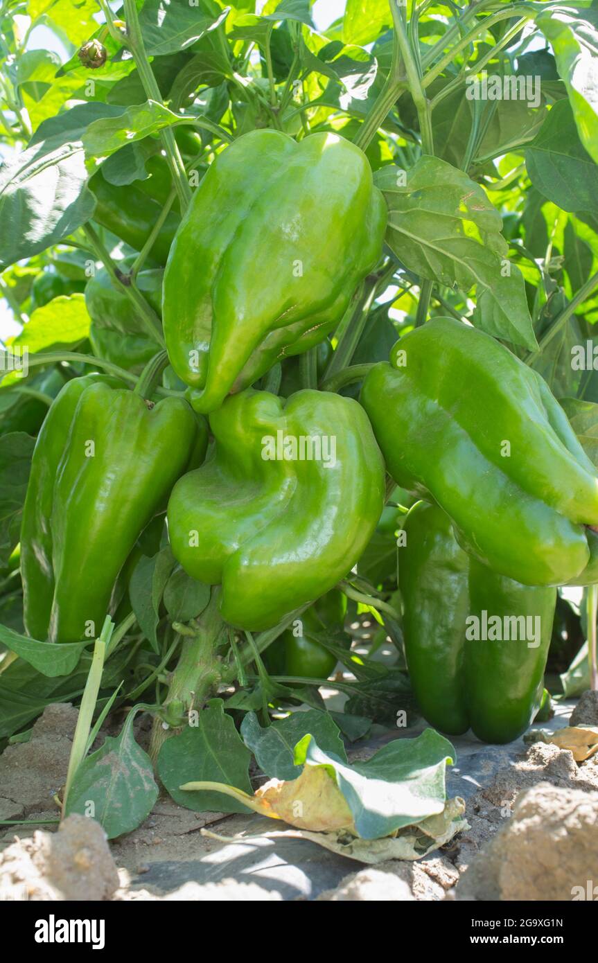 Plantation de poivron vert, variétés de Lamuyo. Vue du sol Banque D'Images