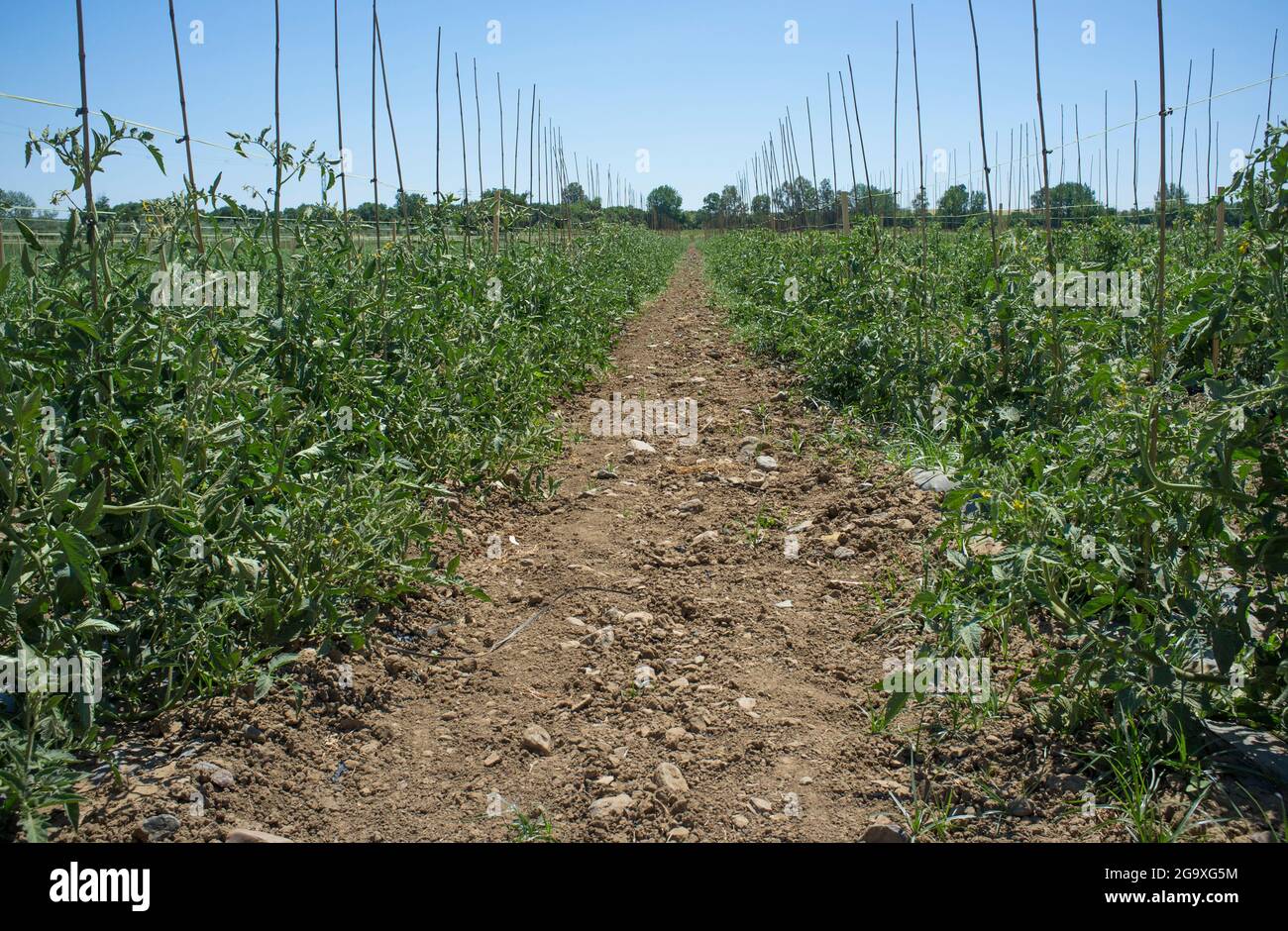 Plantation de tomates sillons avec cavalier. Las Vegas Bajas del Guadiana, Espagne Banque D'Images