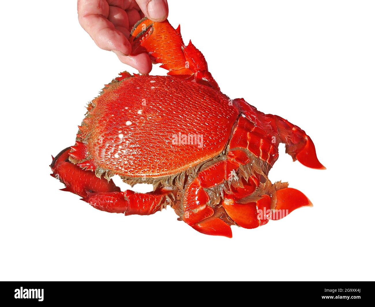 Clé en crabe. Ranina ranina. Fraîchement pêché et cuit prêt pour le dîner table isolée sur blanc. Également connu sous le nom de crabe rouge, crabe Kona, an Banque D'Images