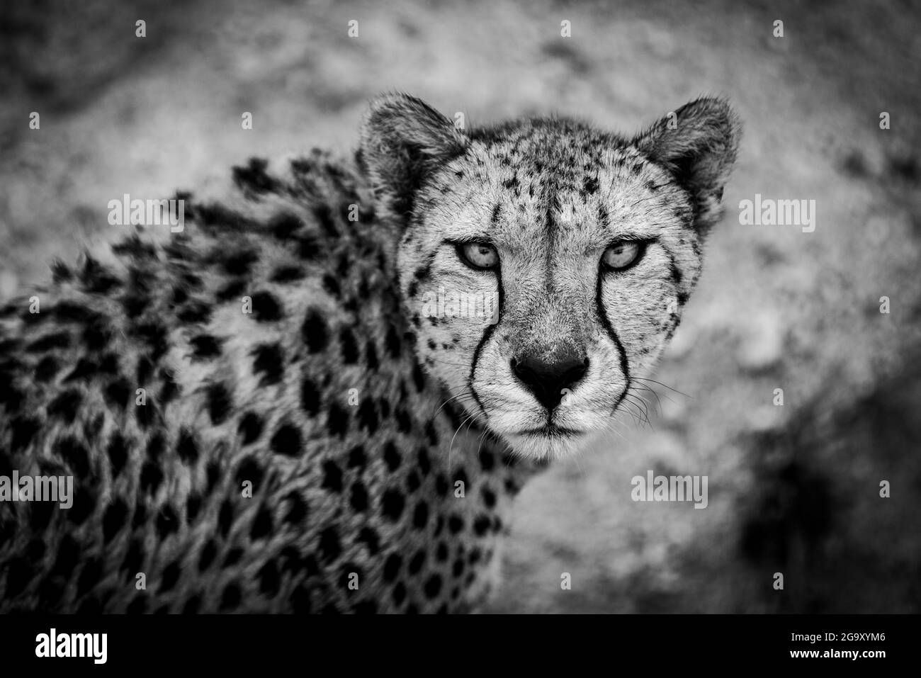 Cheetah marchant dans la savane Banque D'Images