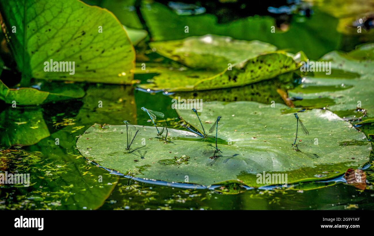 Survoler les feuilles de lotus. Accouplement d'animaux. Damselflies variables mâles. Bleu variable. Coenagrion pulchellum. La beauté dans la nature. Banque D'Images