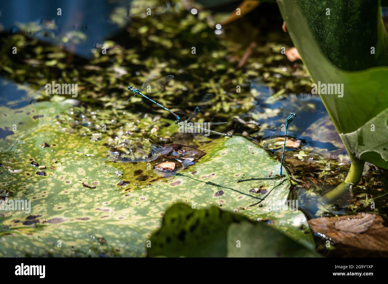 Survoler les feuilles de lotus. Accouplement d'animaux. Damselflies variables mâles. Bleu variable. Coenagrion pulchellum. La beauté dans la nature. Banque D'Images