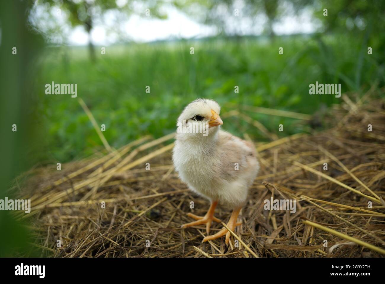 un-poussin-de-b-b-vu-au-niveau-du-sol-dans-la-verdure-et-l-herbe-l