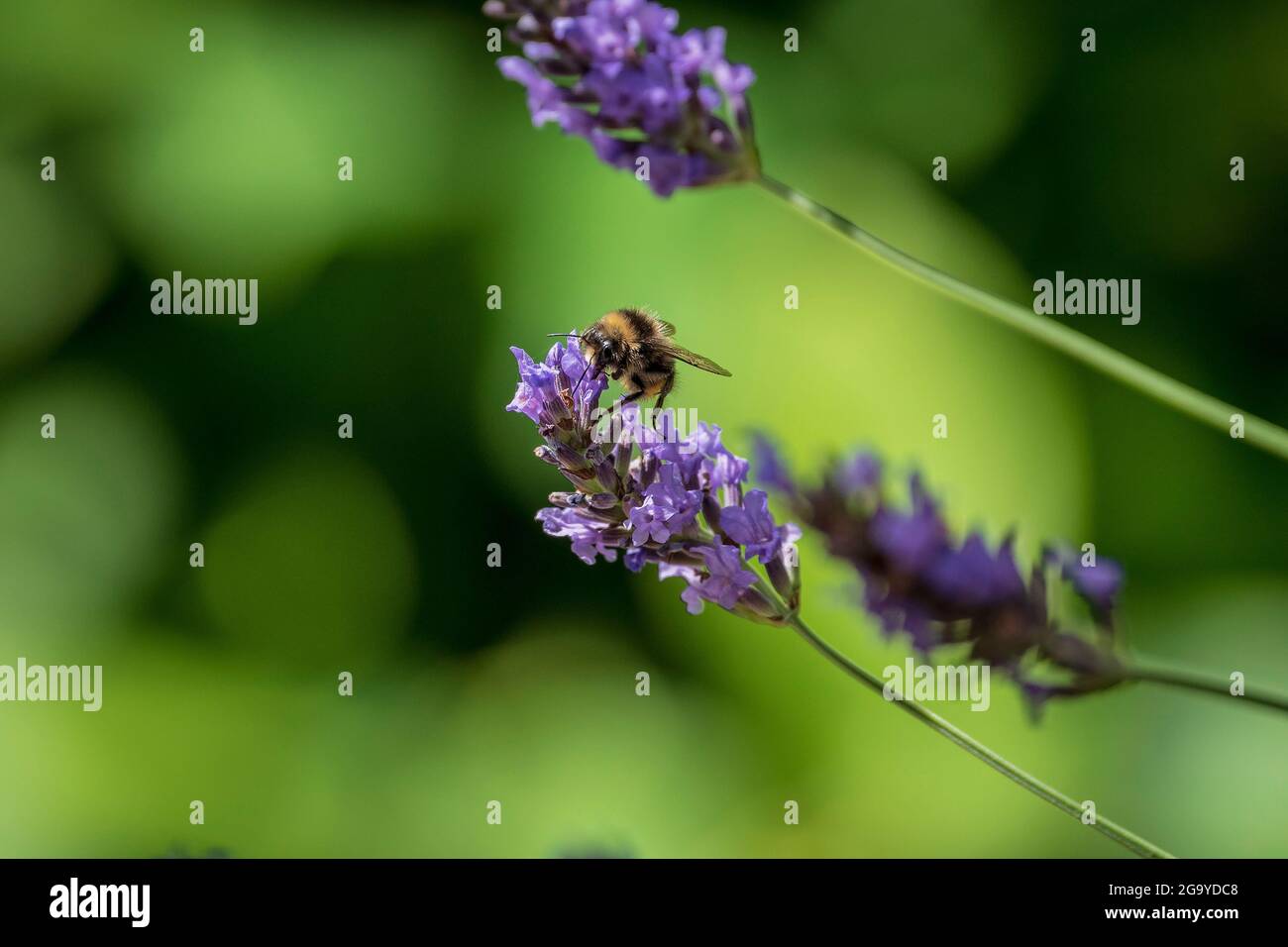 Une abeille bourdonneuse se nourrit d'une fleur de lavande. Banque D'Images