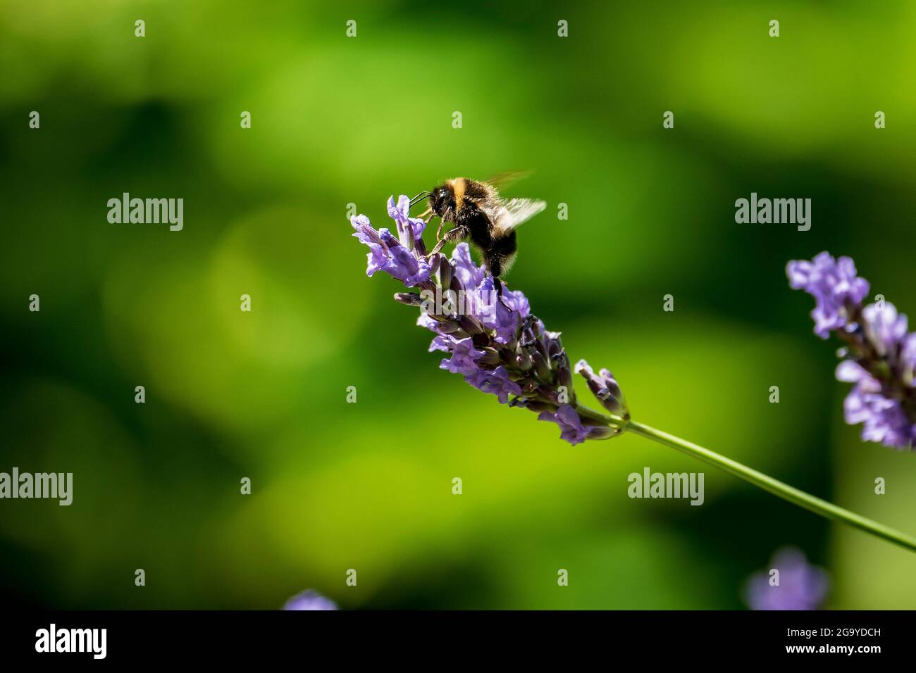 Une abeille bourdonneuse se nourrit d'une fleur de lavande. Banque D'Images