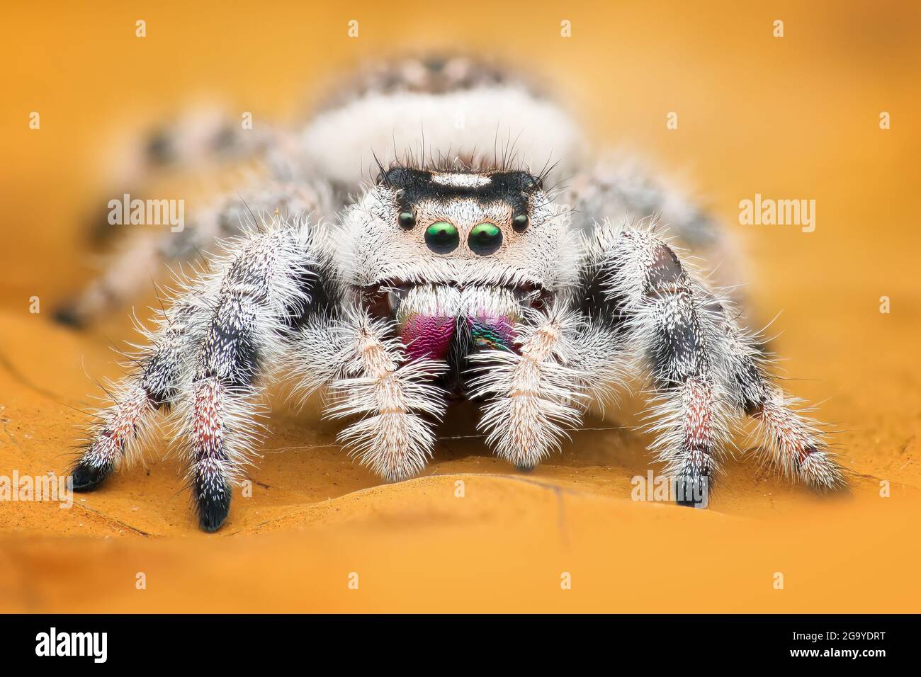 Portrait d'une araignée sautant sur une feuille, Indonésie Banque D'Images