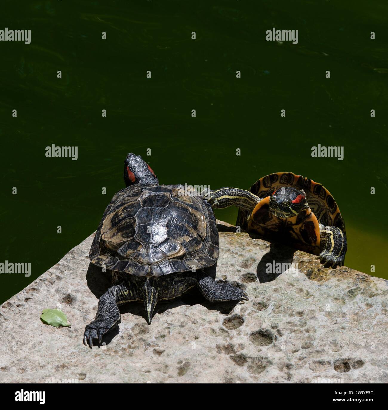 Deux tortues sur un rocher, jardins de Sant Antonio, Malte Banque D'Images