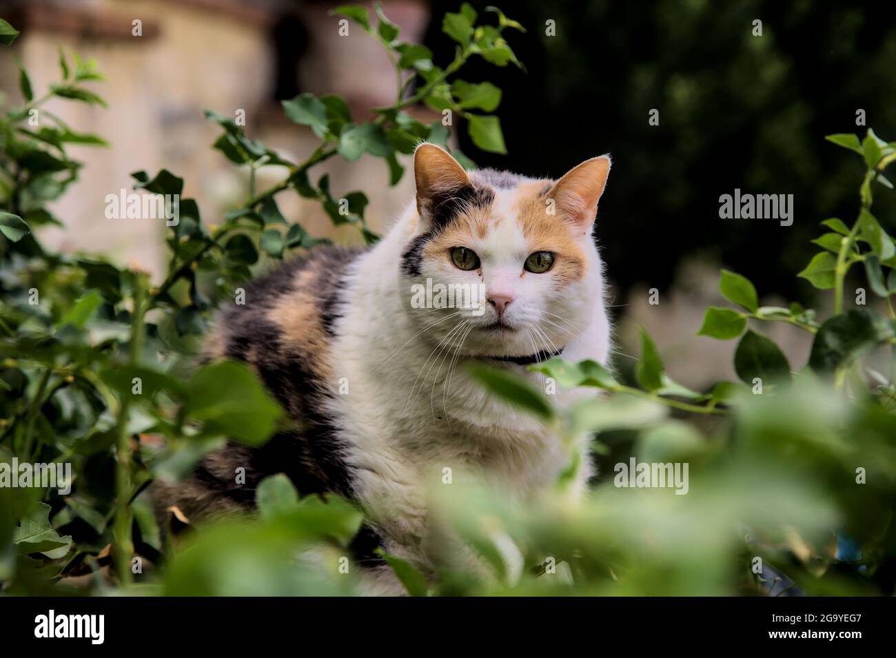 Piquant le chat calico dans un Bush Banque D'Images