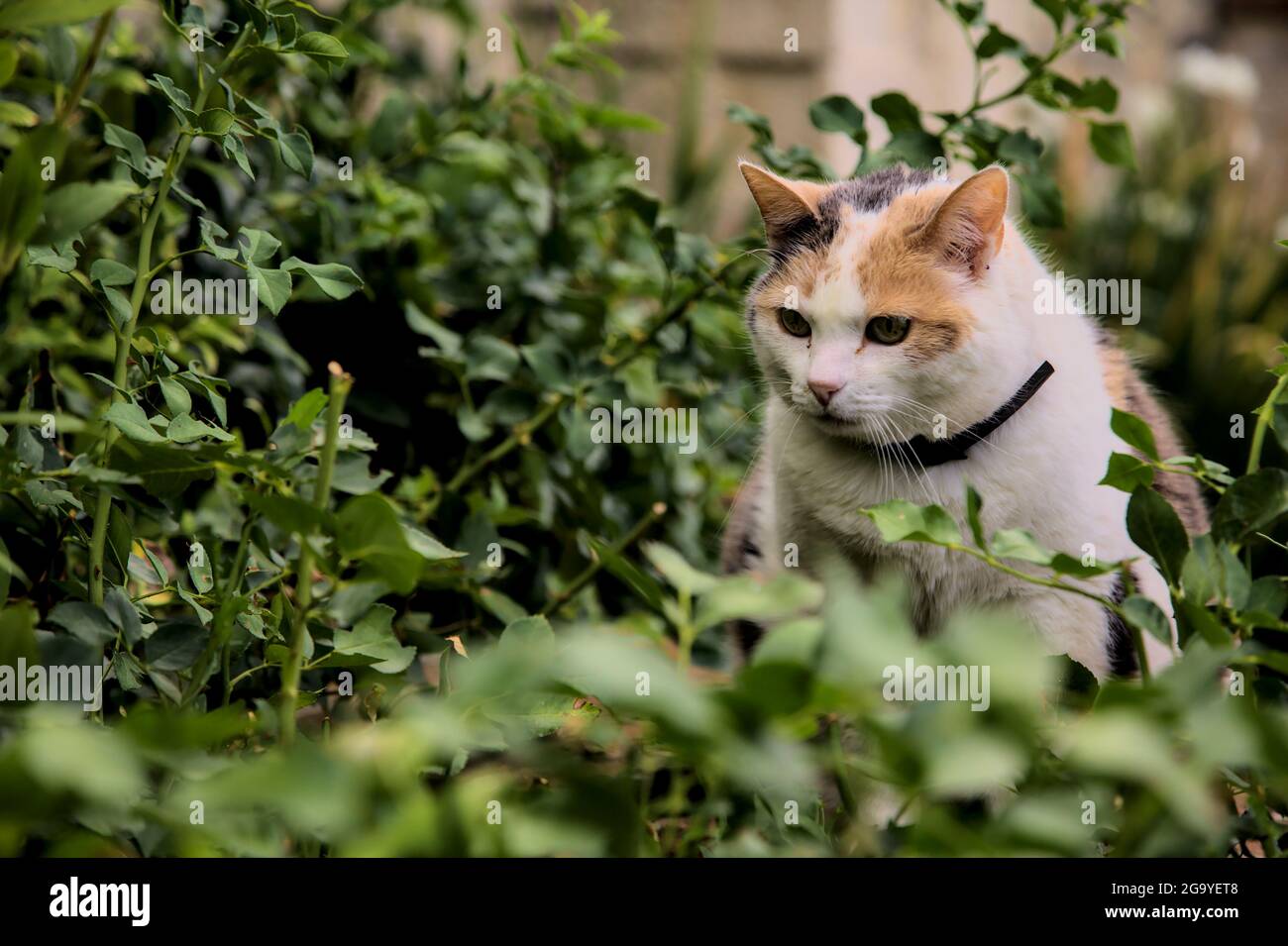 Piquant le chat calico dans un Bush Banque D'Images