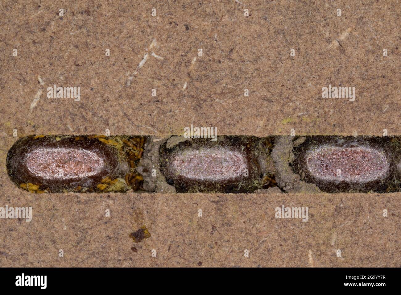Maçon rouge (Osmia rufa, Osmia bicornis), pupas dans un tube de nidification, photo de série 8/9, Allemagne Banque D'Images