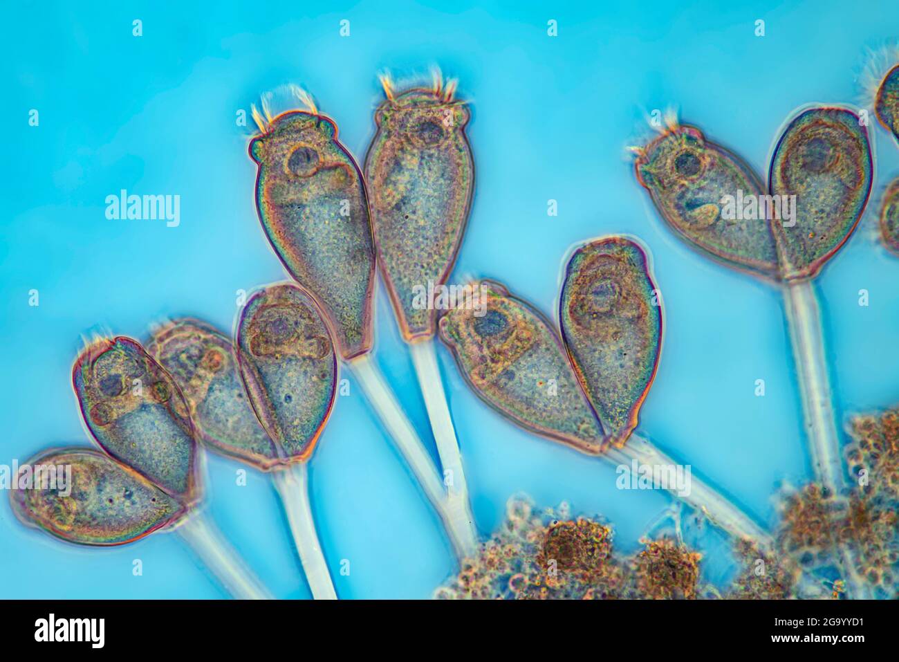 Vorticella (spécifications Vorticella), image IRM à contraste de phase, agrandissement x57 associé à une impression de 10 cm de largeur Banque D'Images