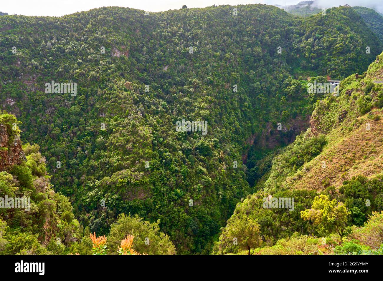 Vue sur le Barranco de la Fuente avec les pentes boisées abruptes, près de Los Tilos sur la Palma, les îles Canaries, la Palma, Los Tilos Banque D'Images