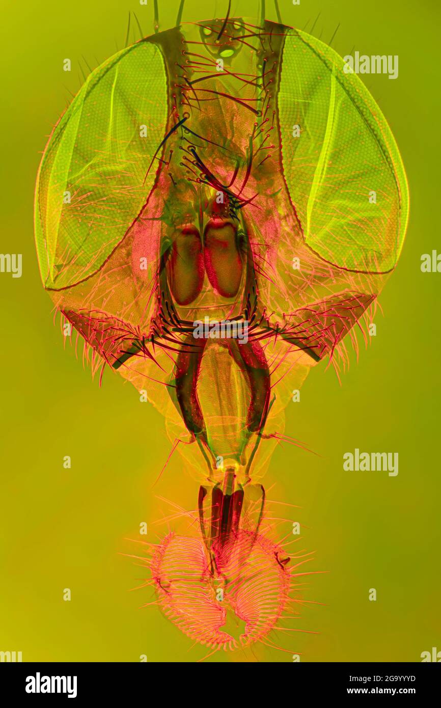 Mouche domestique (Musca domestica), tête et parties buccales d'une mouche domestique, champ sombre et IRM à contraste de phase Banque D'Images