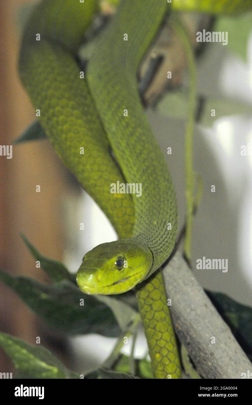 Mamba verte, mamba verte occidentale (Dendroaspis viridis), dans un terrarium, Tanzanie Banque D'Images