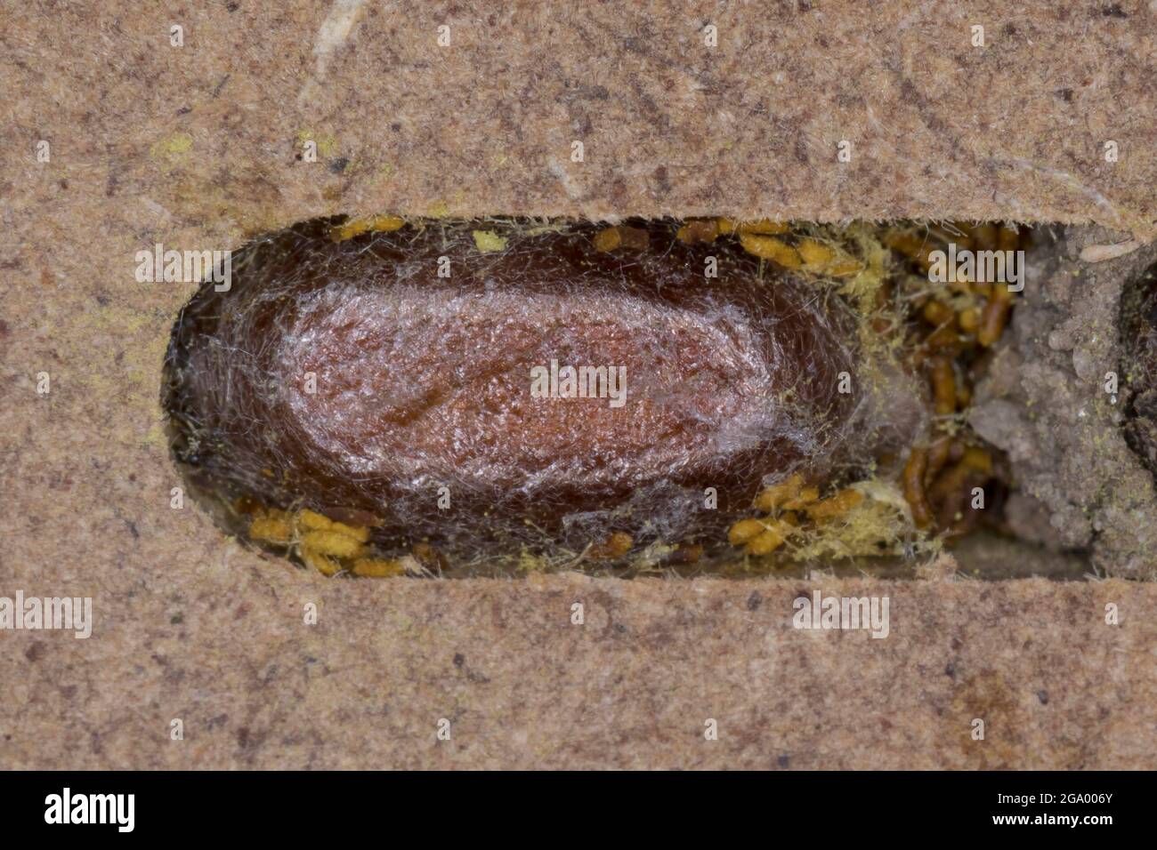 Maçon rouge (Osmia rufa, Osmia bicornis), pupas dans un tube de nidification, photo de série 8/9, Allemagne Banque D'Images