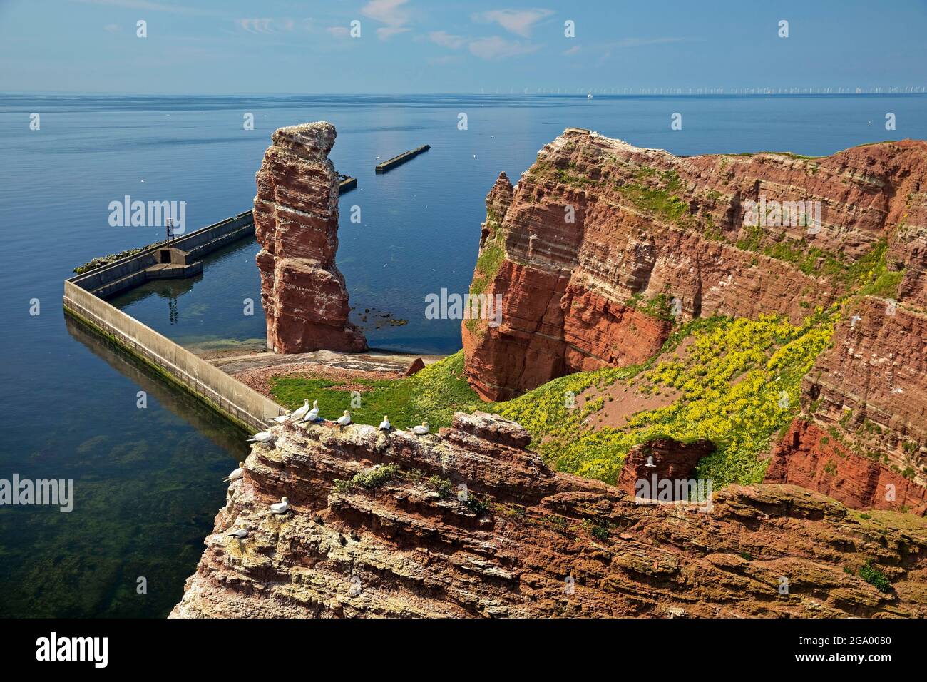 gantet du nord (Sula bassana, Morus bassanus), nichant des mantets du Nord sur des falaises de grès sur Heligoland, devant le Langen Anna et le Nord Banque D'Images