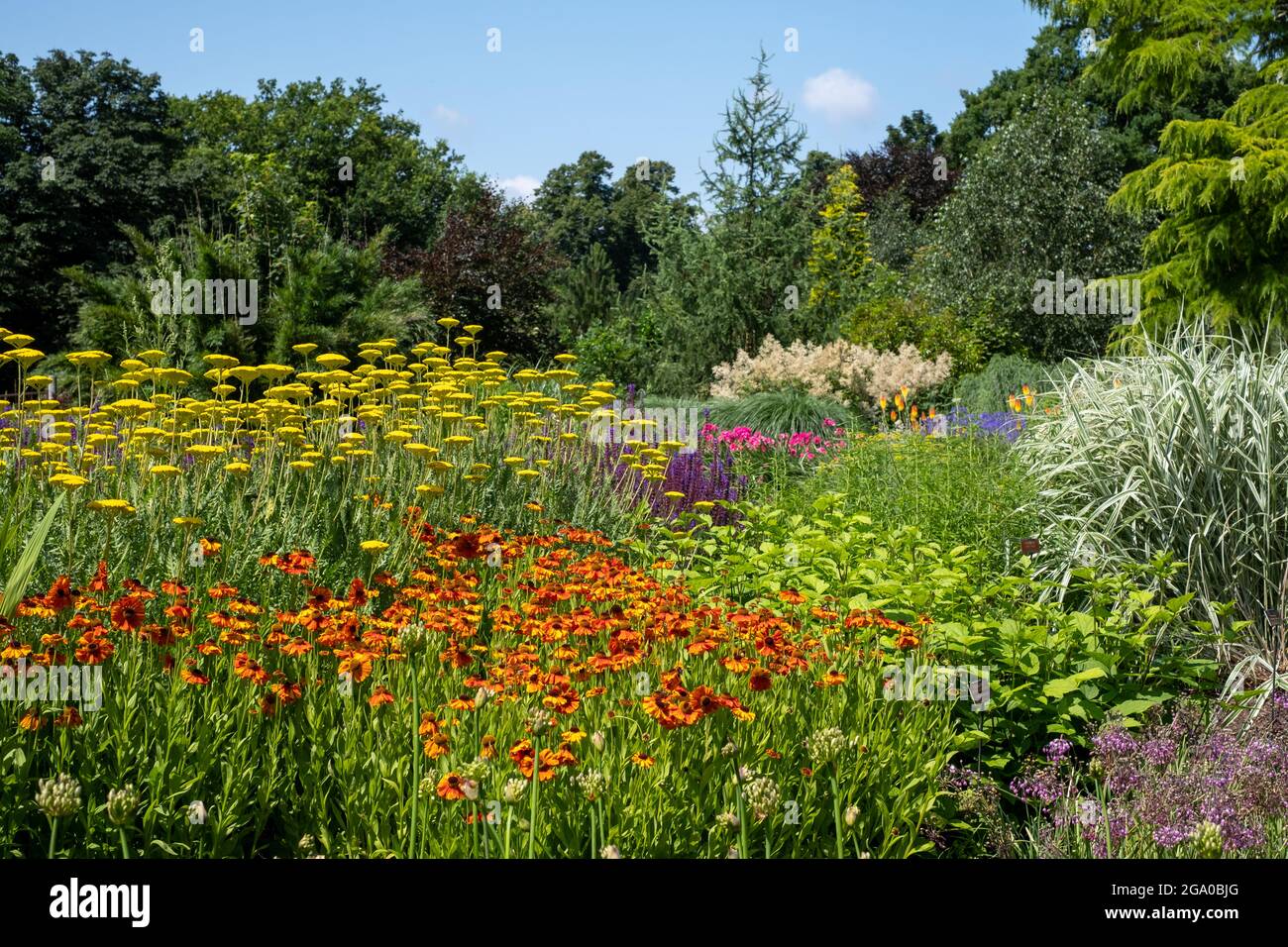 Bressingham Gardens près de DISS dans Norfolk. Jardin coloré influencé par l'ethos naturaliste de plantation avec une large palette de couleurs. Banque D'Images