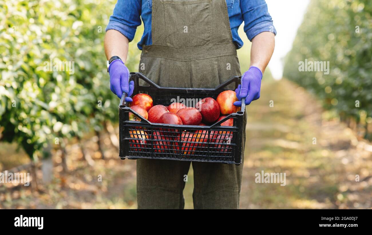 Grande récolte, cueillette de fruits pour la production de jus et de purée, les entreprises et la culture de plantes Banque D'Images