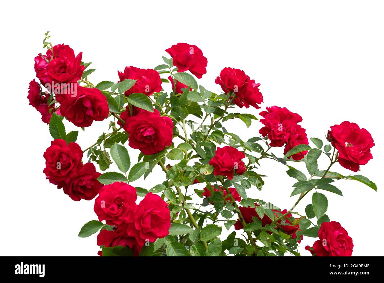Roses rouges en fleur isolées sur fond blanc Banque D'Images