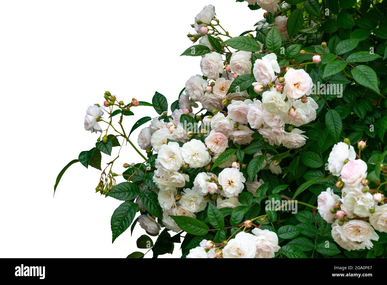 Magnifiques roses en fleurs isolées sur fond blanc Banque D'Images