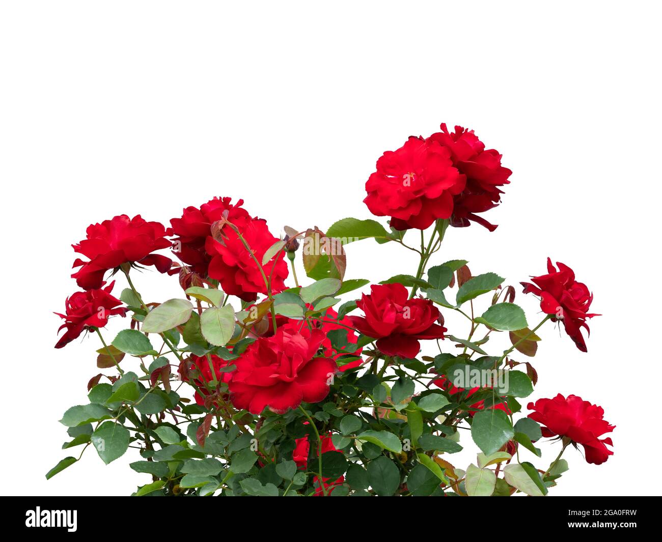 Roses rouges en fleur isolées sur fond blanc Banque D'Images