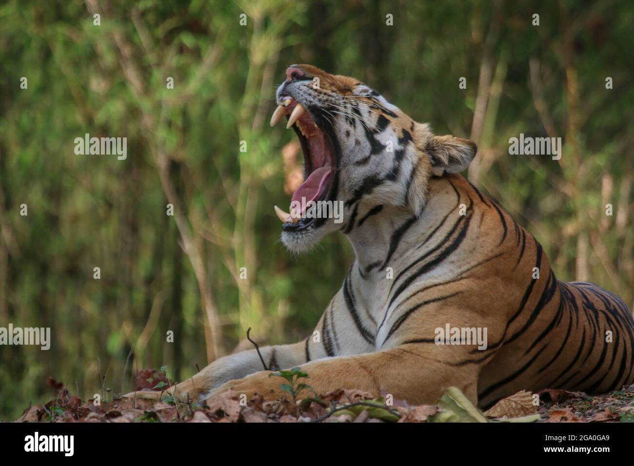 Tigre de małe bâillant du parc national de Bandhavgarh Banque D'Images