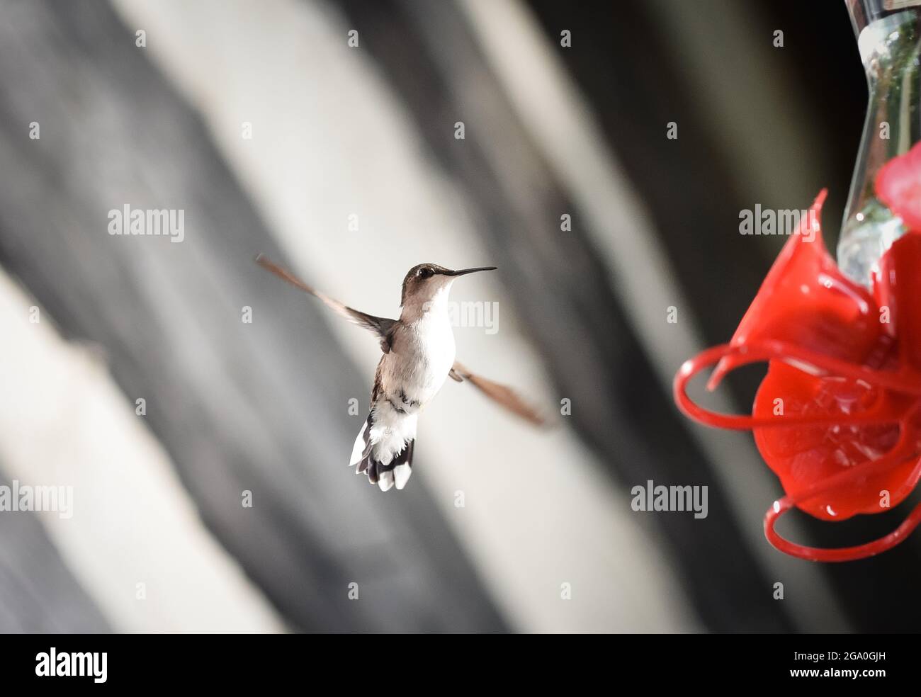 Gros plan d'un colibris qui vole près d'un mangeoire à oiseaux. Banque D'Images