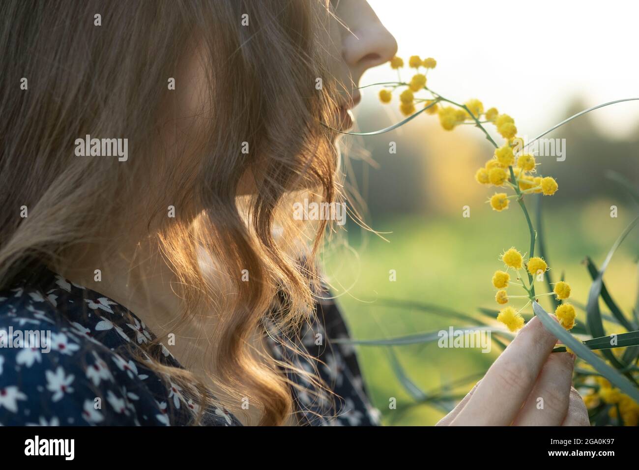 portrait en gros plan d'une belle jeune heureuse mystérieuse femme brune avec de longs cheveux souriants tenant un acacia en fleurs Banque D'Images