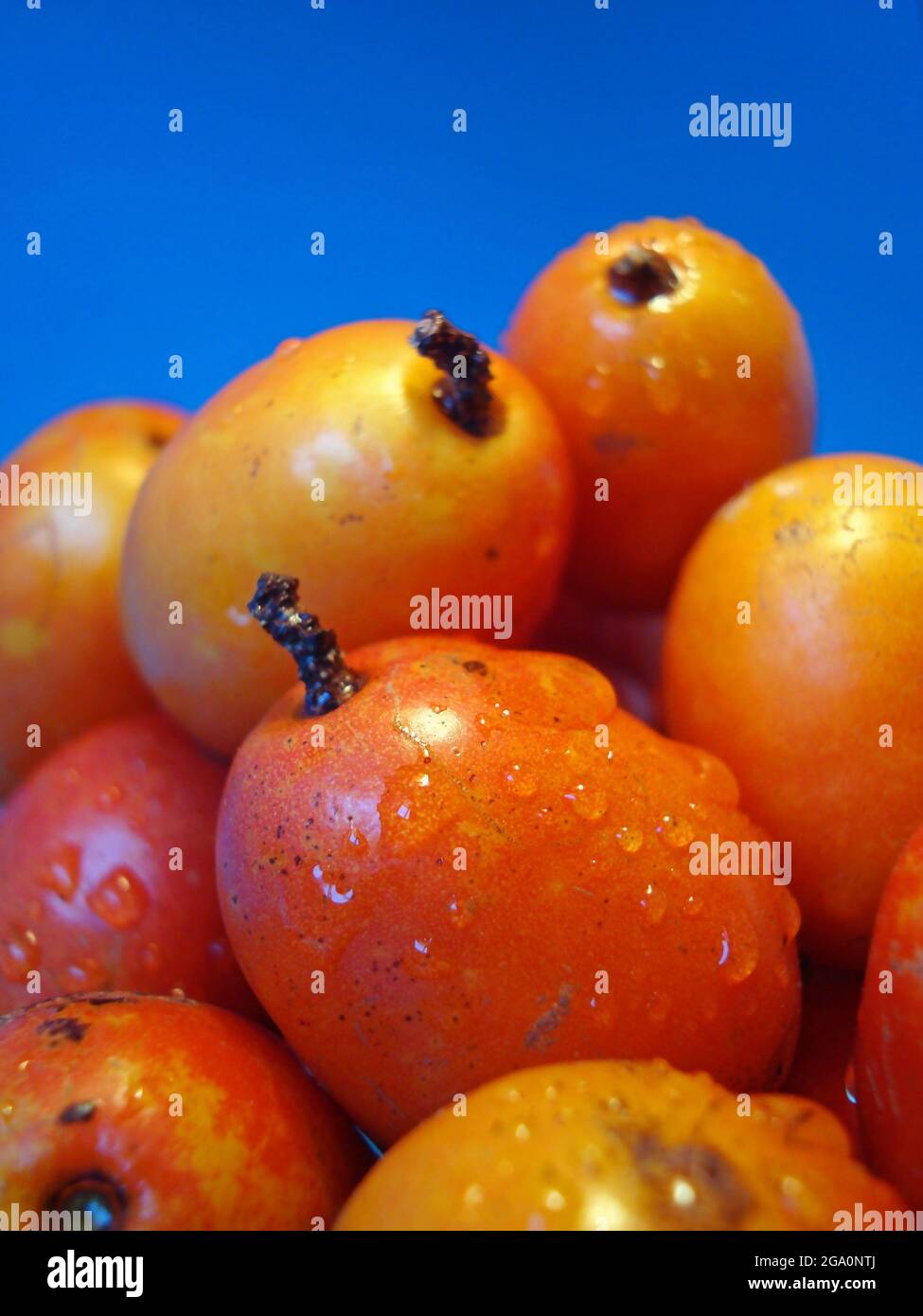 Jacote ou Hog Plum (Spondias purpurea), fruits tropicaux Banque D'Images