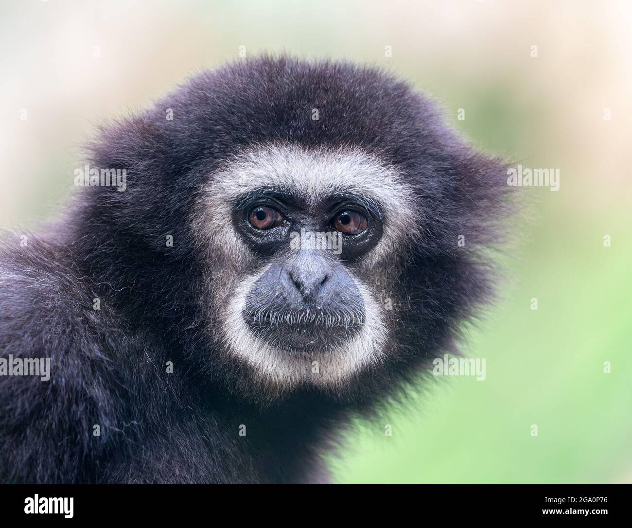 Vue rapprochée d'un gibbon de lar foncé (Hylobates lar) Banque D'Images