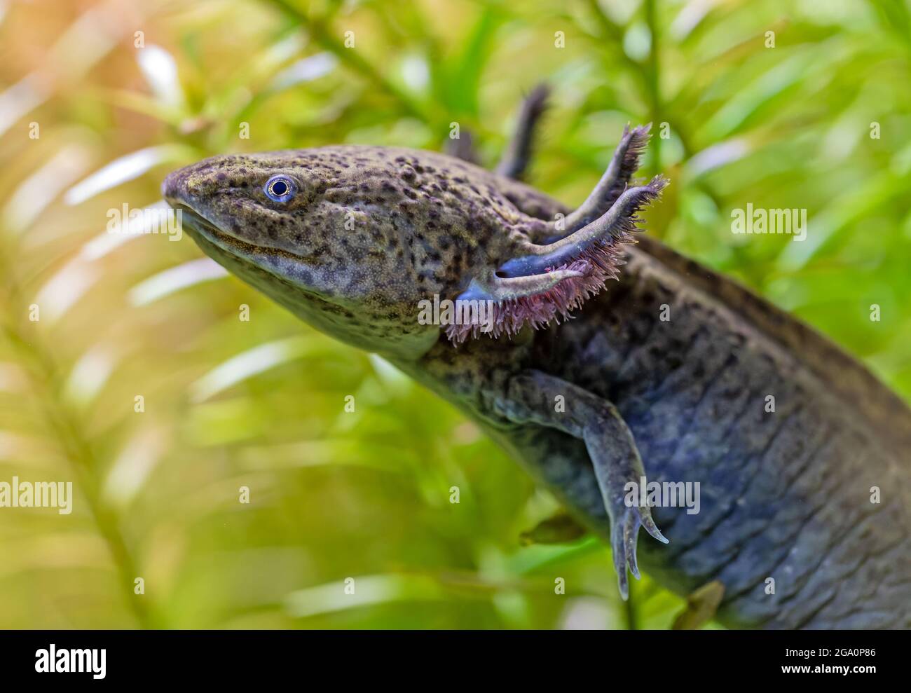 Vue portrait d'un Axolotl (Ambystoma mexicanum) Banque D'Images