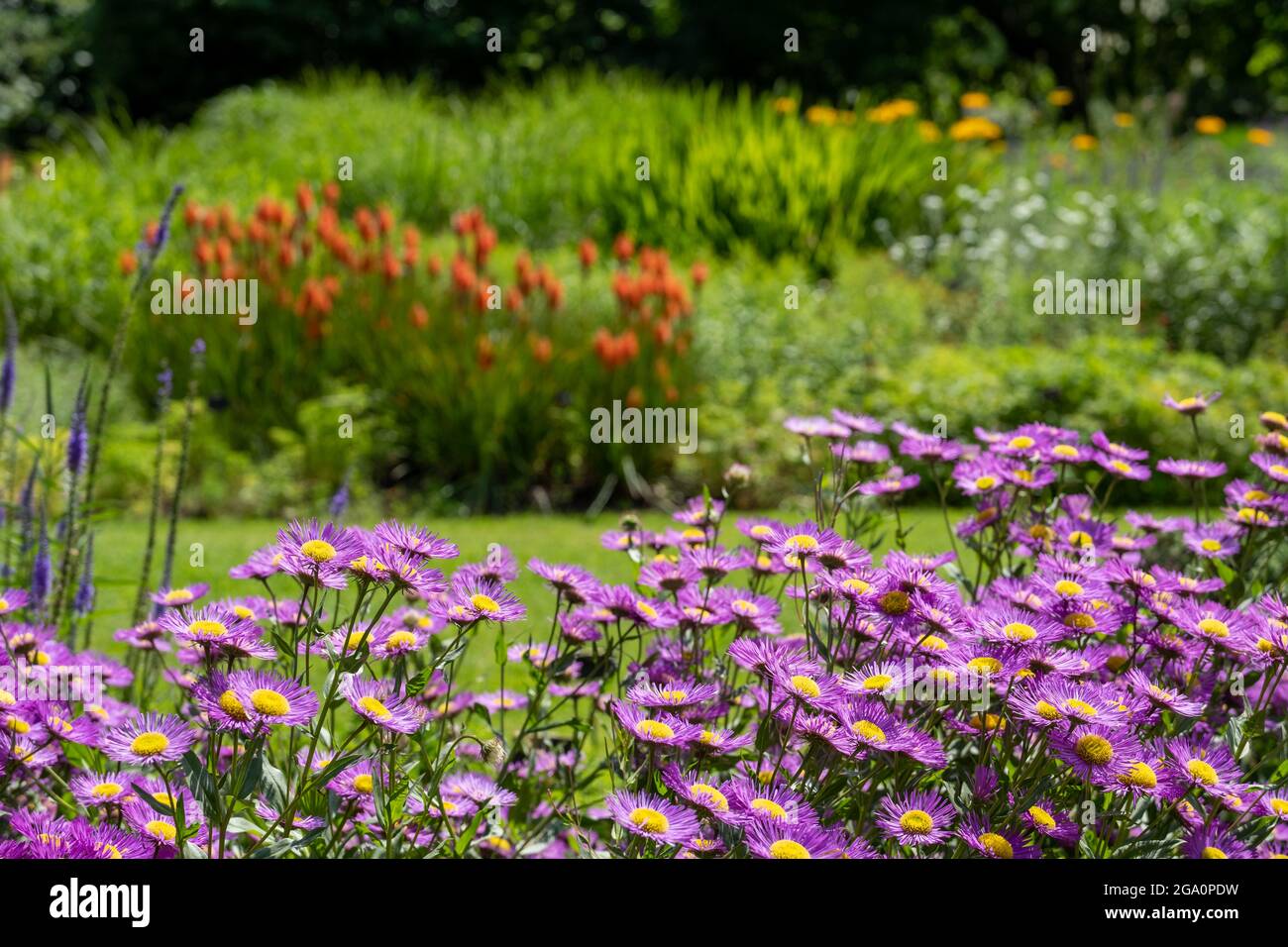 Bressingham Gardens près de DISS dans Norfolk. Jardin coloré planté dans le style naturaliste avec des dérive de couleur, des couches et des textures. Banque D'Images