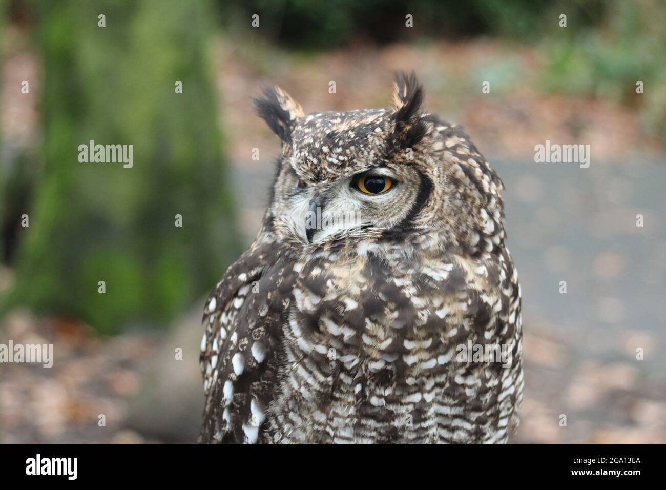 Portrait du hibou Banque D'Images