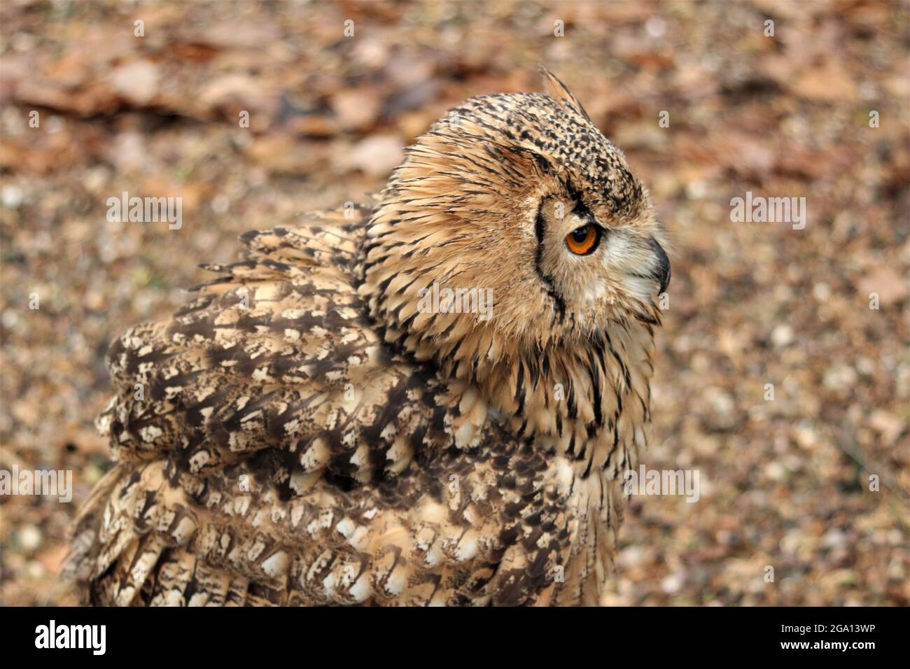 Portrait du hibou Banque D'Images