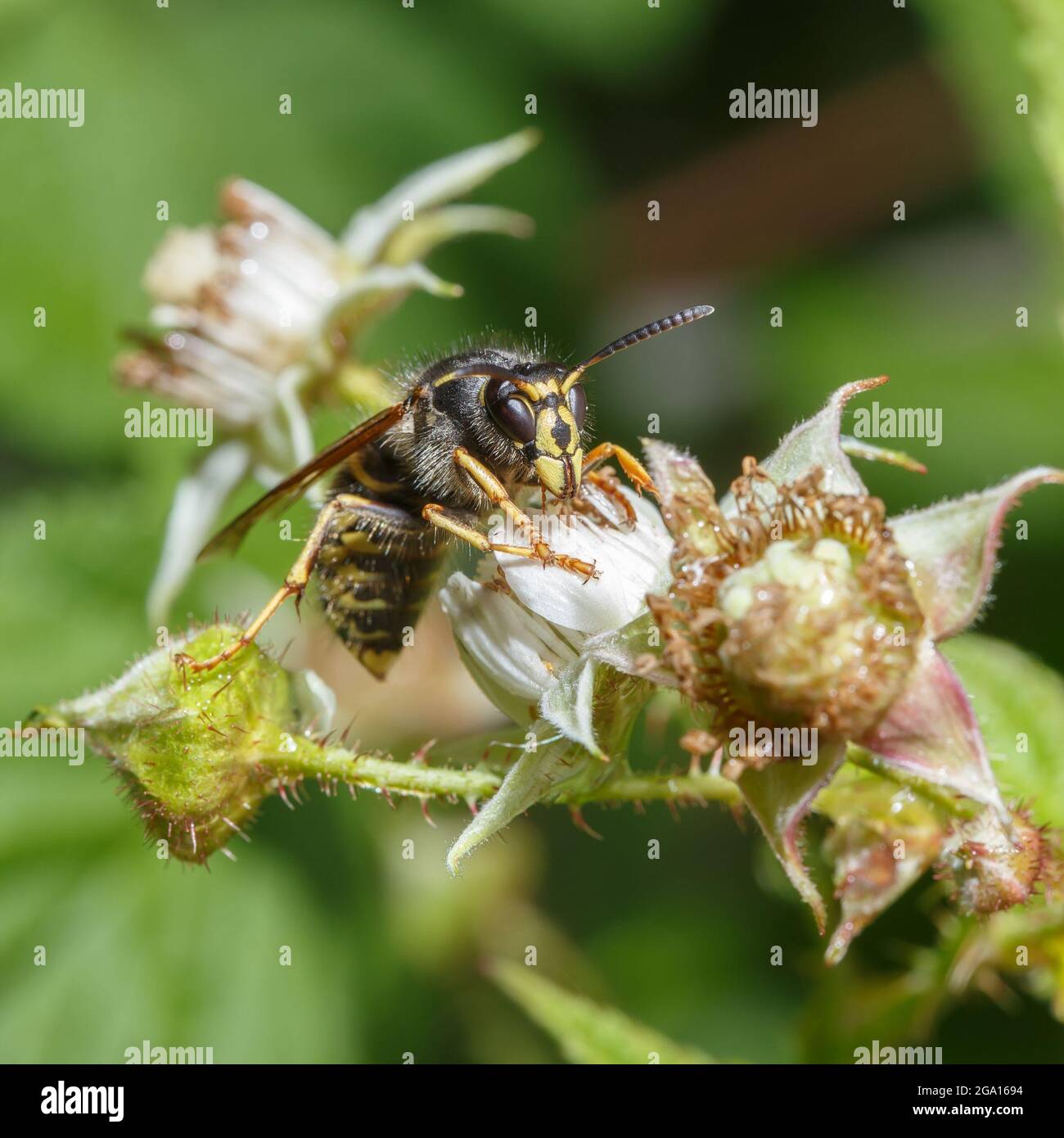 Gros plan d'une guêpe sur des fleurs de framboise avec un fond vert flou. Photographie macro Banque D'Images
