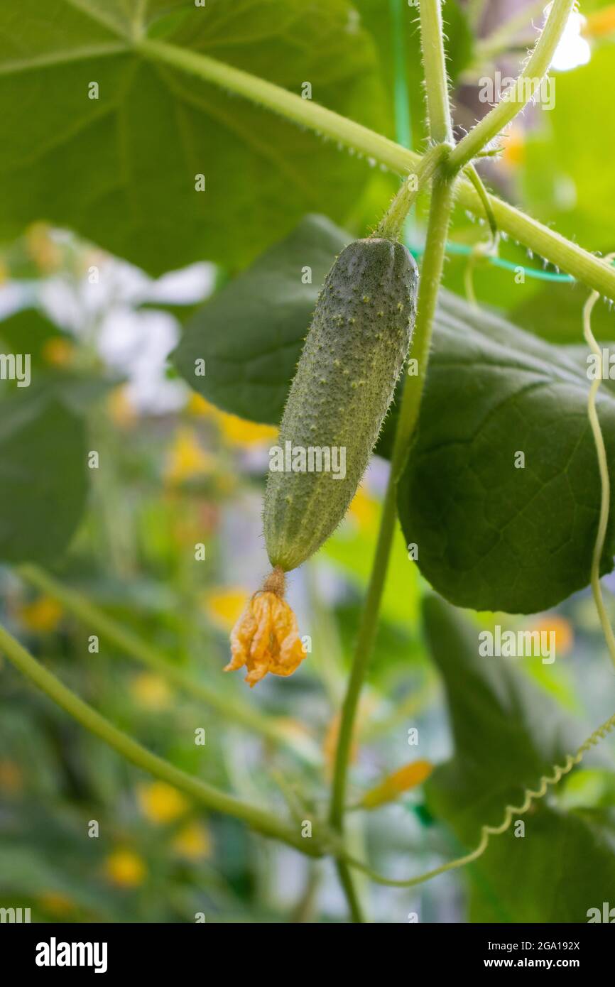 Petit concombre avec une fleur. La croissance des concombres dans une serre. Aliments biologiques. Banque D'Images