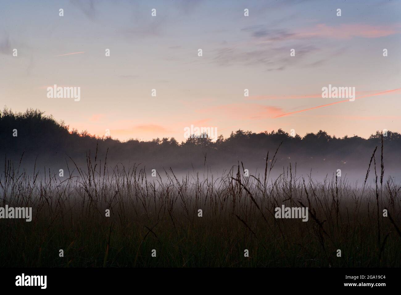 Brume sur les champs. Matin d'automne brumeux dans la campagne. Brouillard sur la prairie en été au coucher du soleil. Beauté et tranquillité dans la nature. Banque D'Images