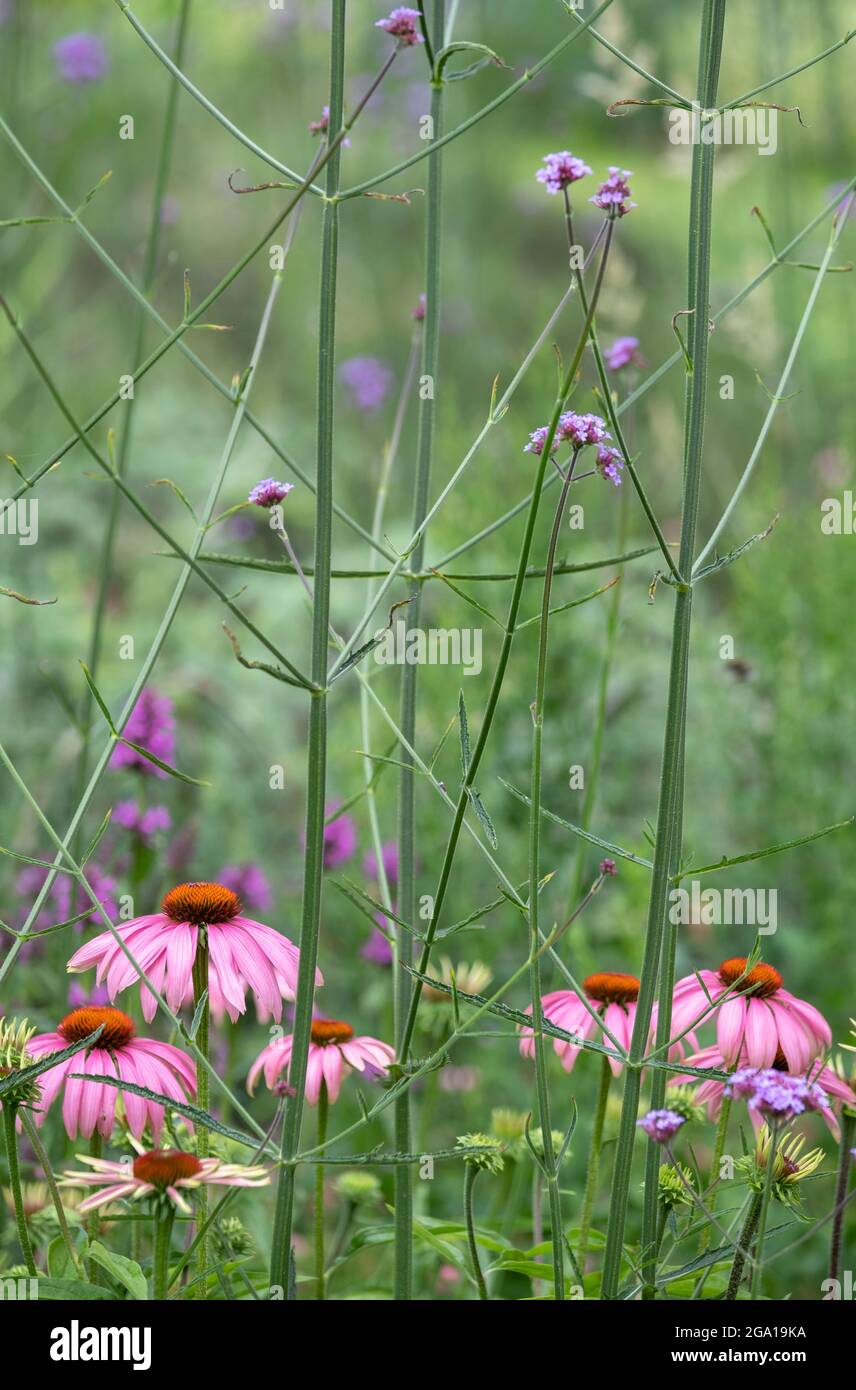Fleurs d'échinacée rose croissant parmi de grandes fleurs de verveine pourpre dans un jardin mature. Banque D'Images